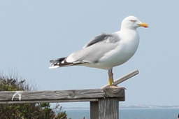 Tierfoto 3