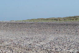 DSC02353.jpg