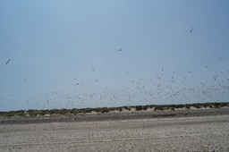 DSC02355.jpg