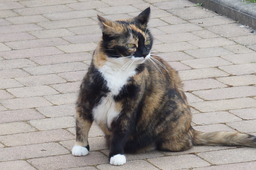 DSC02740.jpg