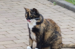 DSC02741.jpg