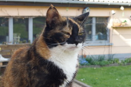 Tierfoto 4