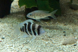 DSC02858.jpg