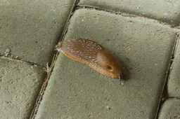 DSC03451.jpg