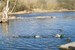 DSC04253.jpg