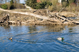 DSC04254.jpg