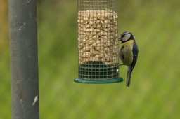 Tierfoto 5