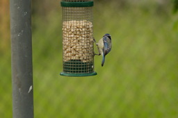 DSC04779.jpg