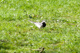 DSC05396.jpg